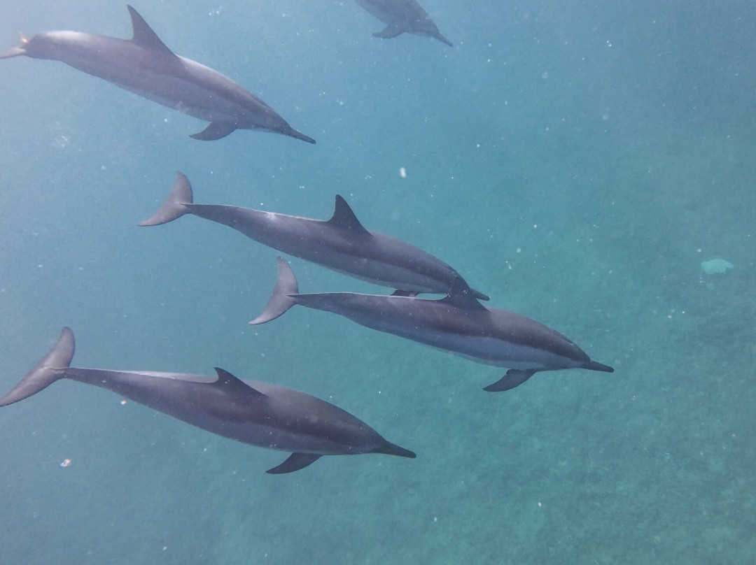 Namori Tours Sortie Dauphins-贝尔欧布莱必去景点