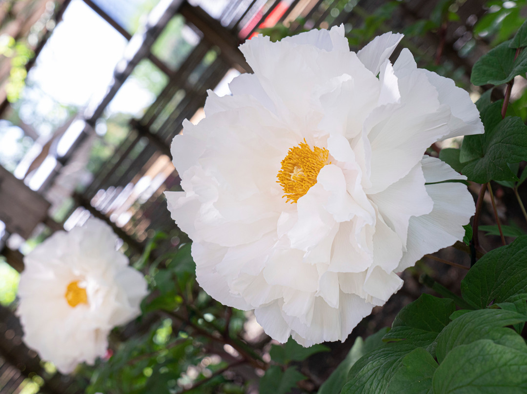 Ueno Toshogu Botanen-Uenokoen必去景点