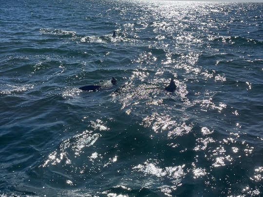 Kangaroo Island Marine Adventures-金斯科特必去景点