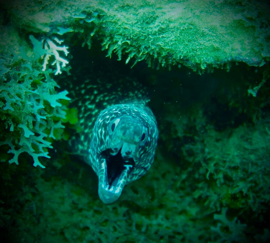 Dive Grenada-Grand Anse必去景点