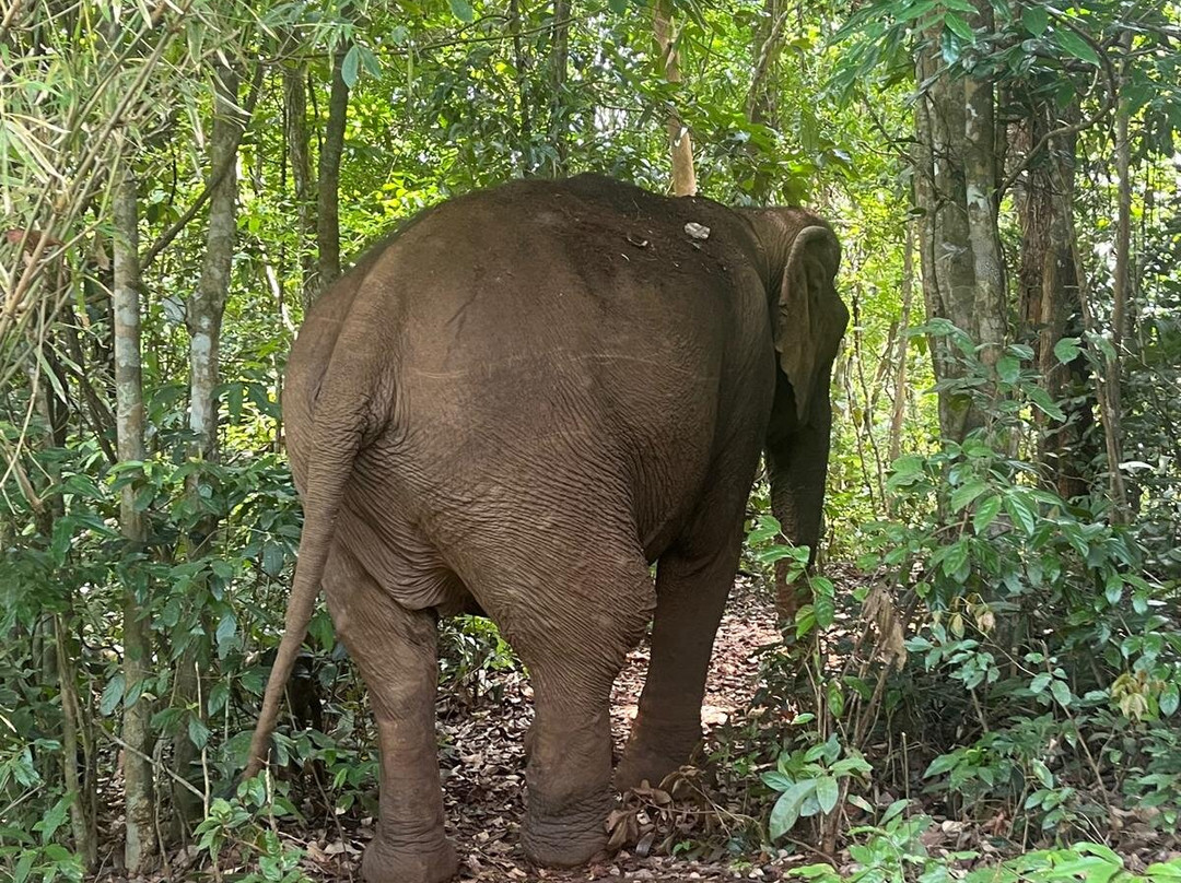 Elephant Community Project - Day Tours-森莫诺隆必去景点