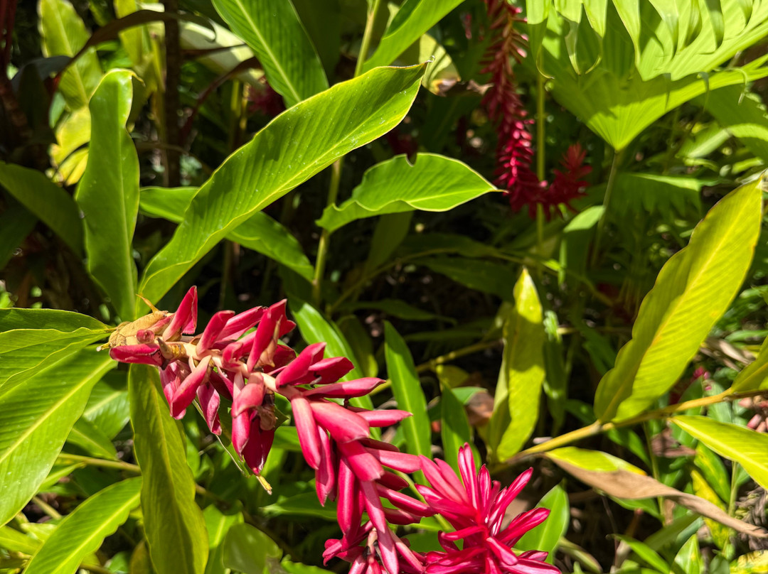 Drake Bay Greenleaf主图