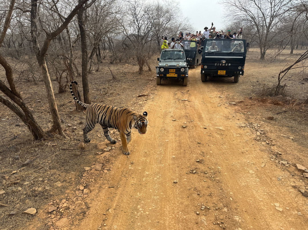 Ranthambore Tiger Safari-瑟瓦伊马托布尔必去景点