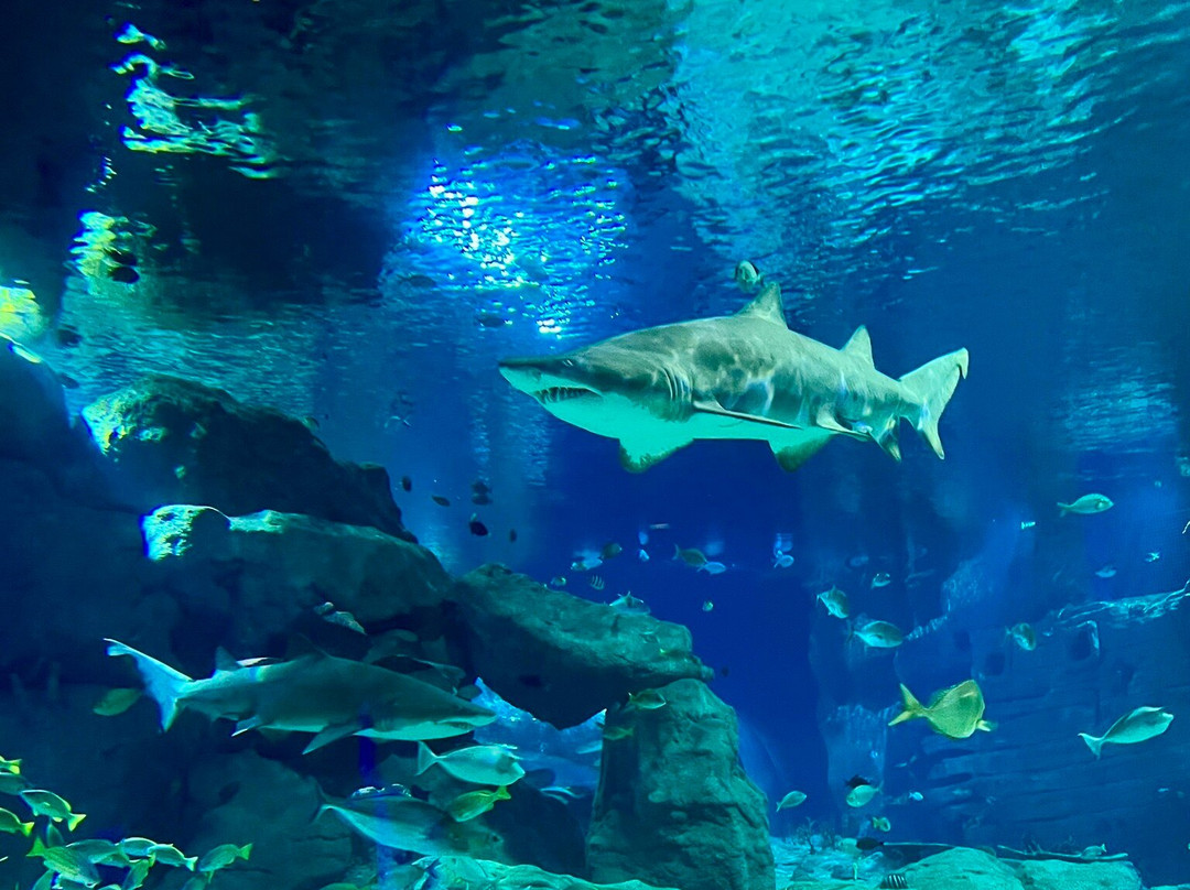 Odysseo Oceanarium Mauritius-路易士港必去景点
