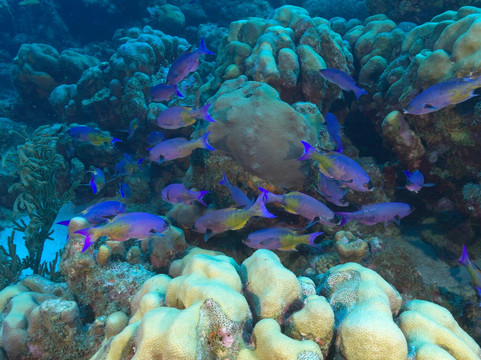 DiveFactory Bonaire-Kralendijk必去景点