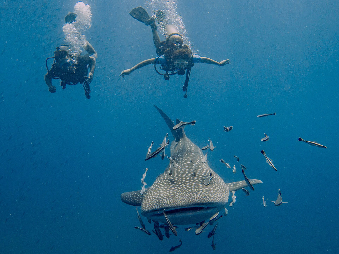 Pattaya Divers-芭堤雅必去景点
