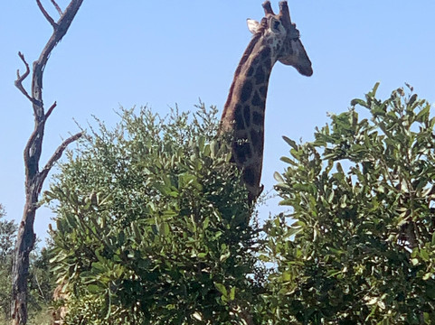 Wanyama Safaris-克鲁格国家公园必去景点