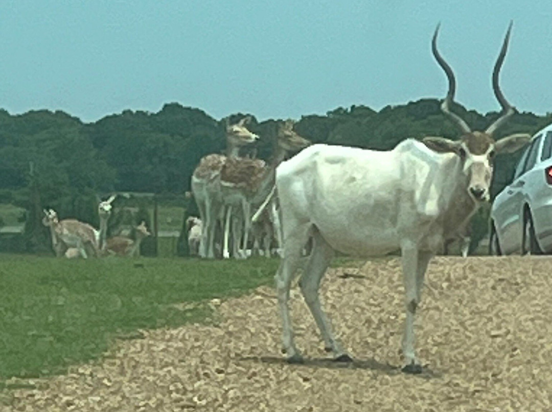 Tennessee Safari Park-Alamo必去景点