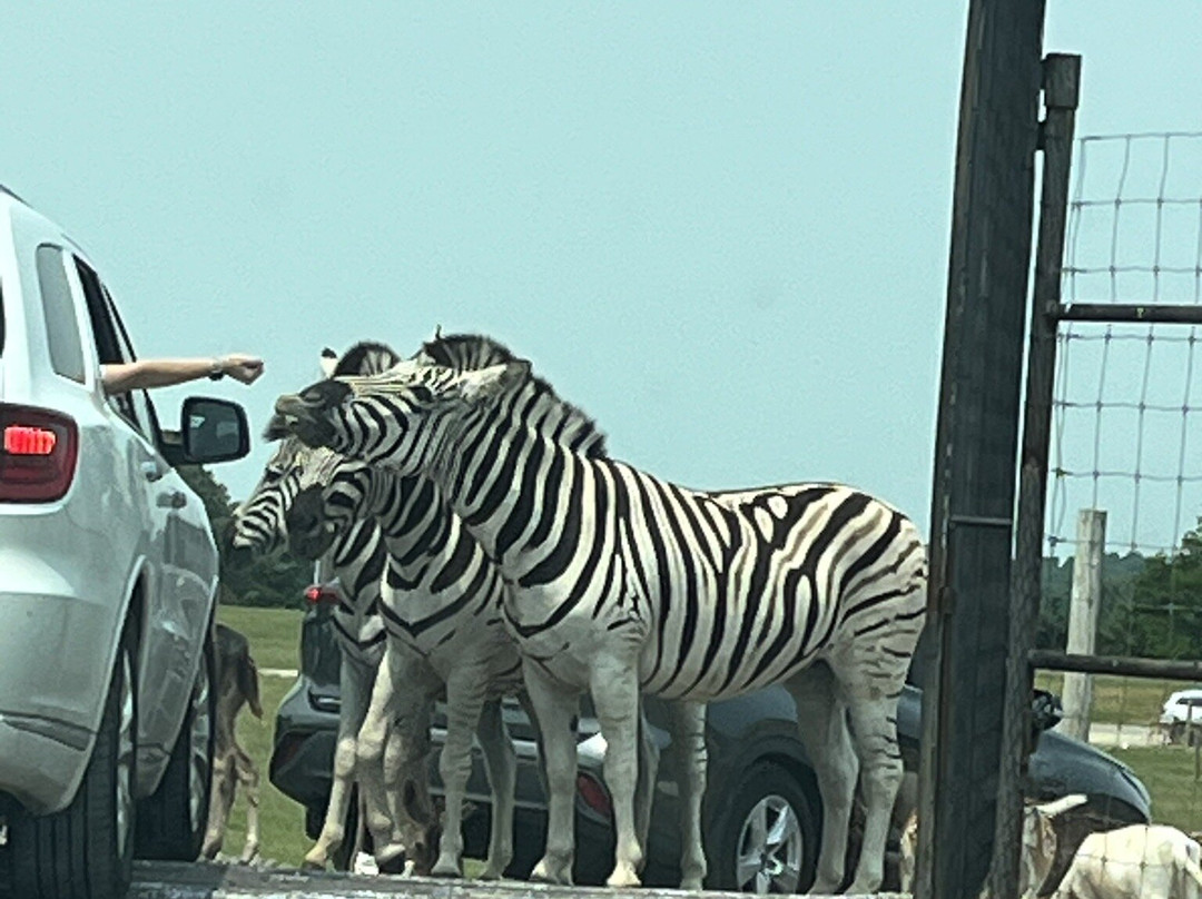 Tennessee Safari Park-Alamo必去景点