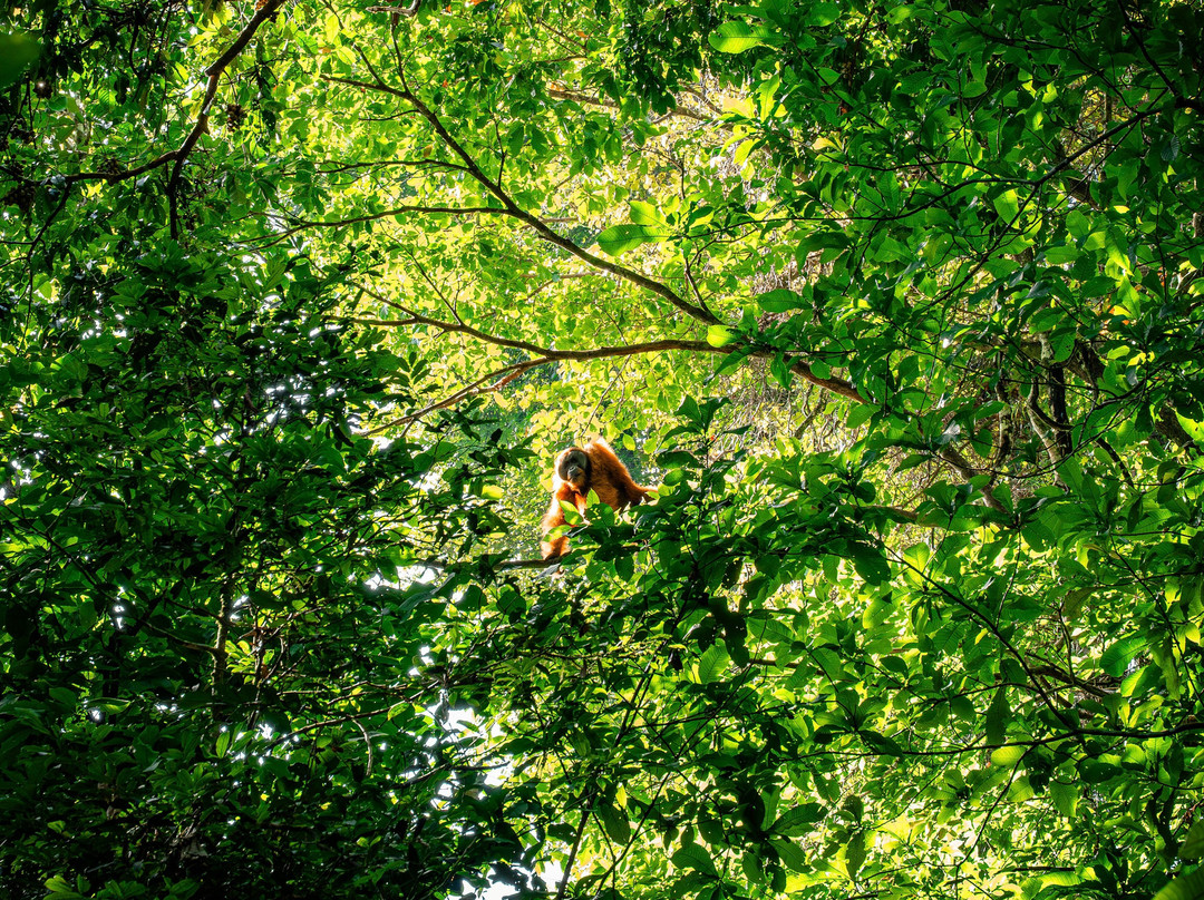 Sumatra Ketambe Jungle Tours-Ketambe必去景点