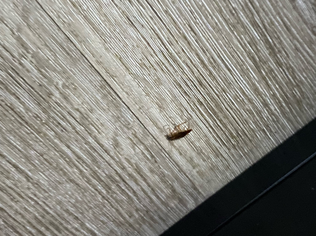 Quality Inn & Suites Statesboro主图