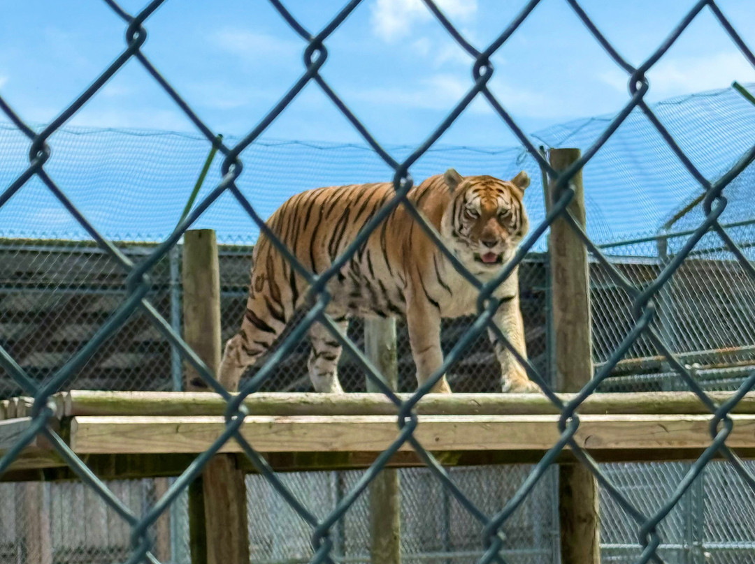 Big Cat Habitat-萨拉索塔必去景点