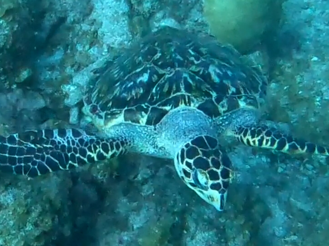 Dive Center Scuba Do-威廉斯塔德必去景点