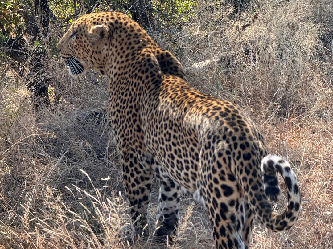 On Safari Africa - Kruger National Park-马里兰必去景点