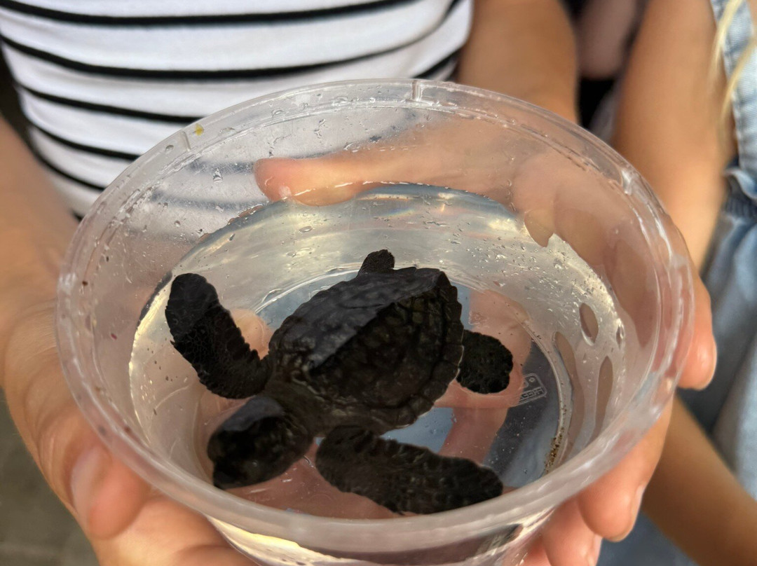 Sea Turtle Village (hyatt Regency)-沙努尔必去景点