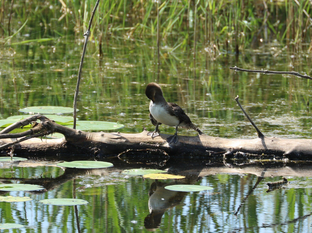 Barkhausen Waterfowl Preserve-Suamico必去景点