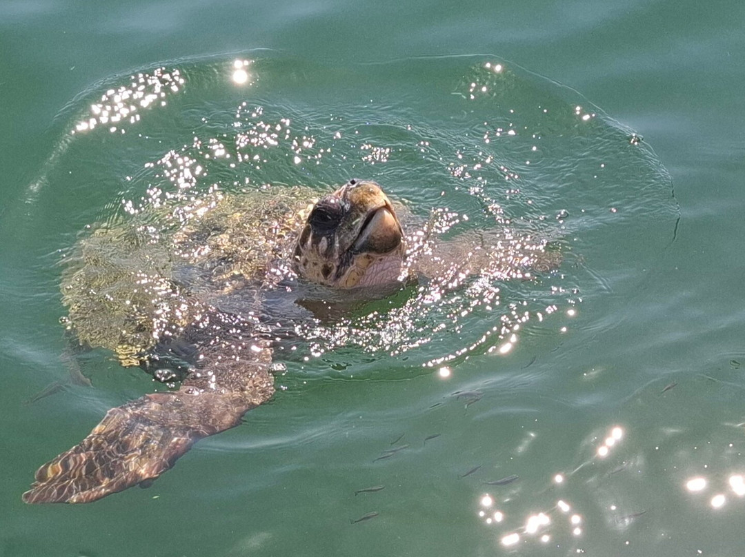 Filoxenia Hotel & Apartments主图