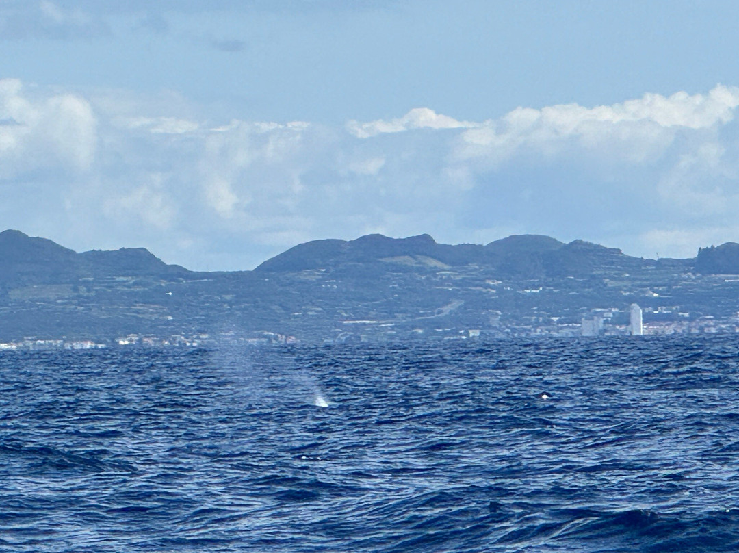 Azores Whale Watching TERRA AZUL-Vila Franca do Campo必去景点