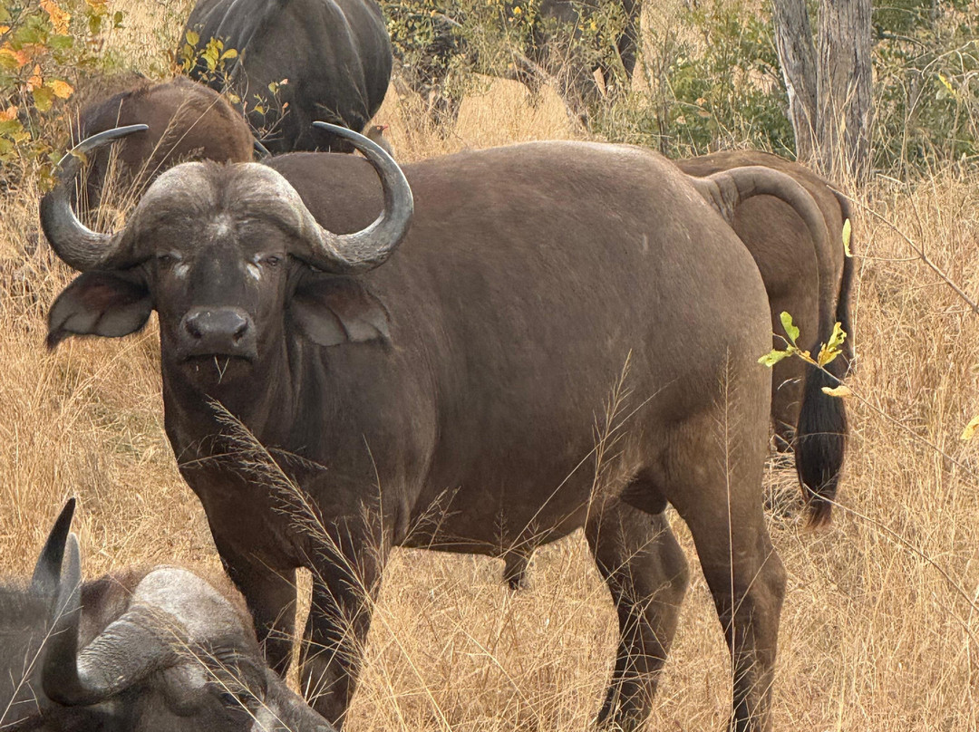 Famba Travel & Safaris-参宁必去景点