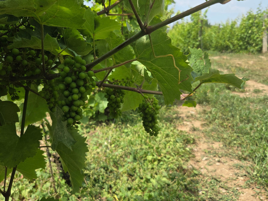 Sandbanks Estate Winery-Wellington必去景点