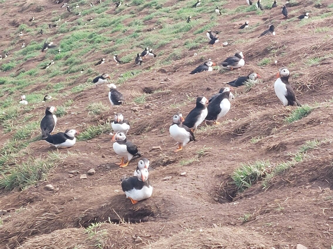 Pembrokeshire Islands Boat Trips-Skomer Island必去景点