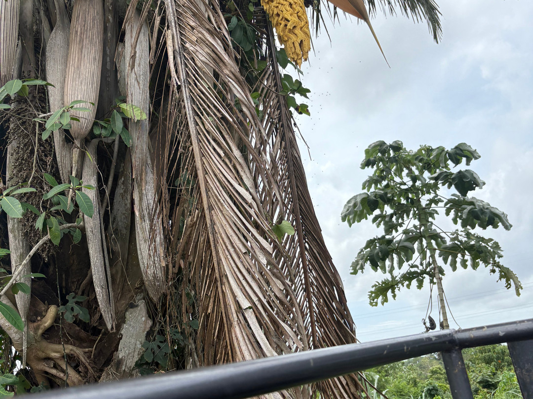 Panama Great Adventures-巴拿马城必去景点