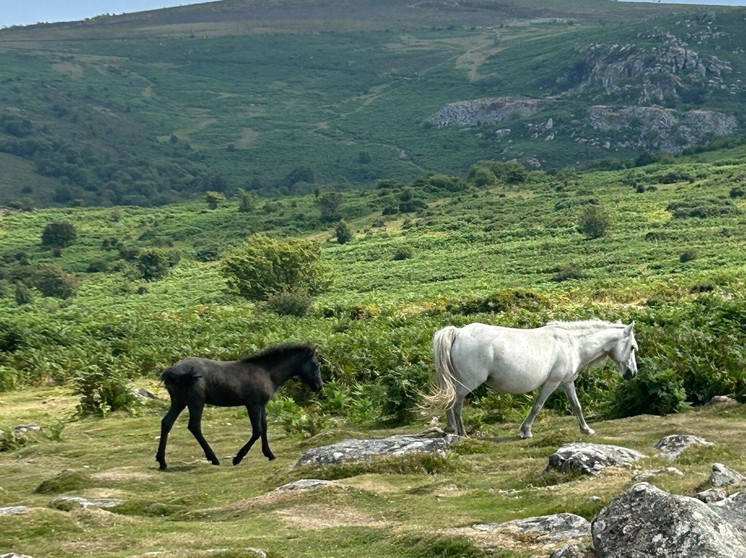 Hound Tor-达特穆尔国家公园必去景点