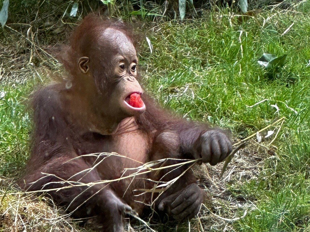 Allwetterzoo Munster-明斯特必去景点