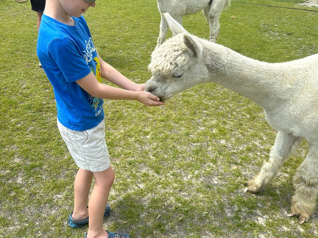 Silver Fox Farm Alpacas-Egg Harbor City必去景点