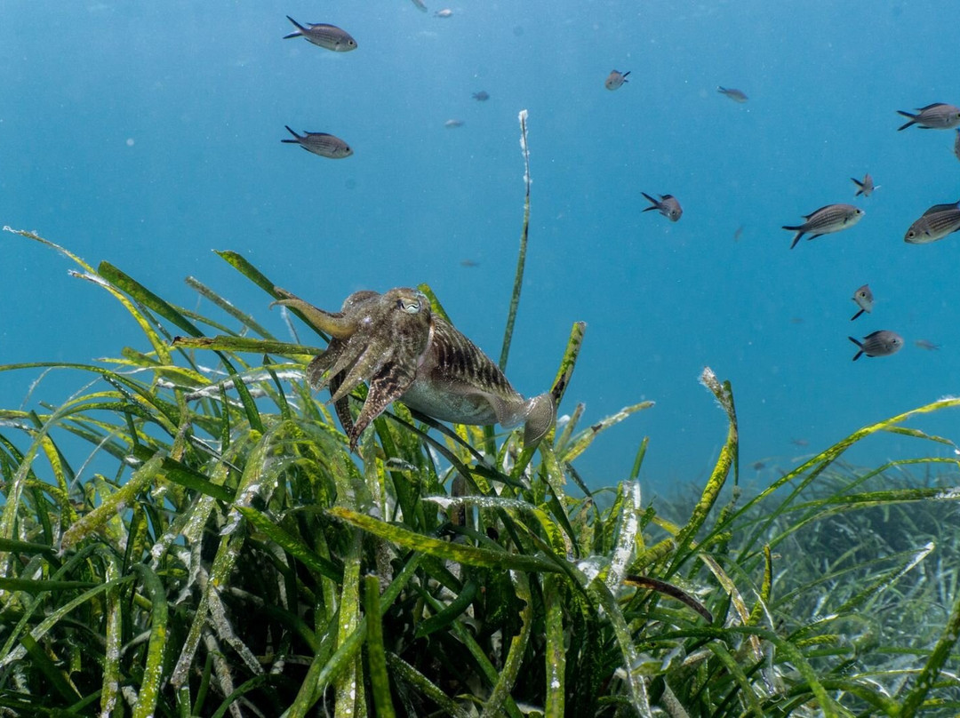 OK Diving Malta-圣保罗湾城必去景点