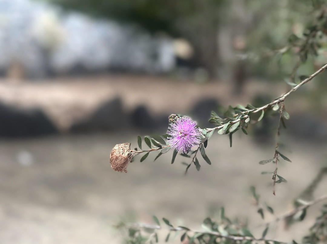 Jardin Botanico del Descubrimiento de Vallehermoso-Vallehermoso必去景点