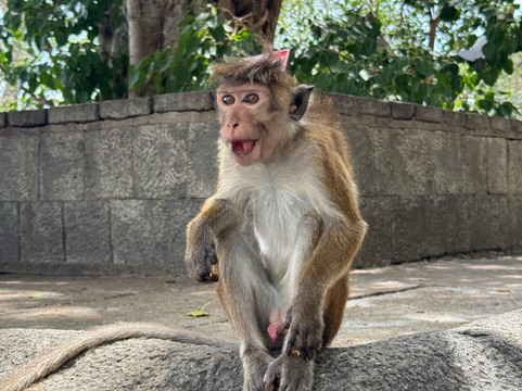 Travelers Arc Sri Lanka-马塔拉必去景点