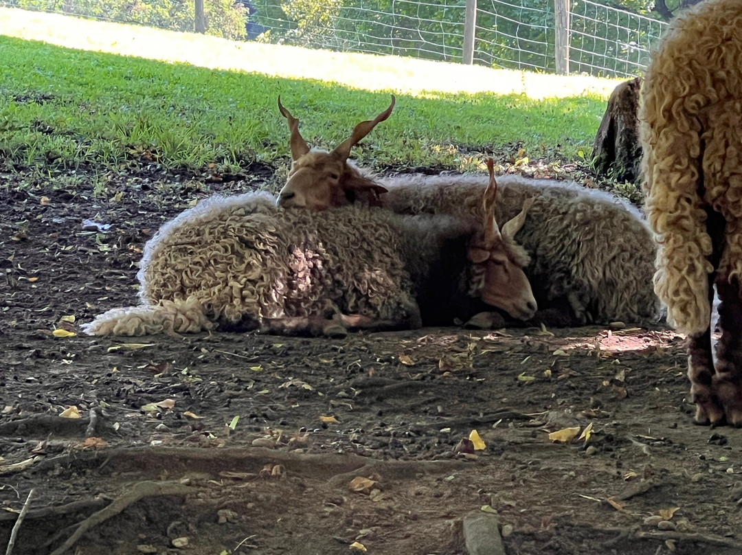 Tierpark Stadt Haag-Haag必去景点