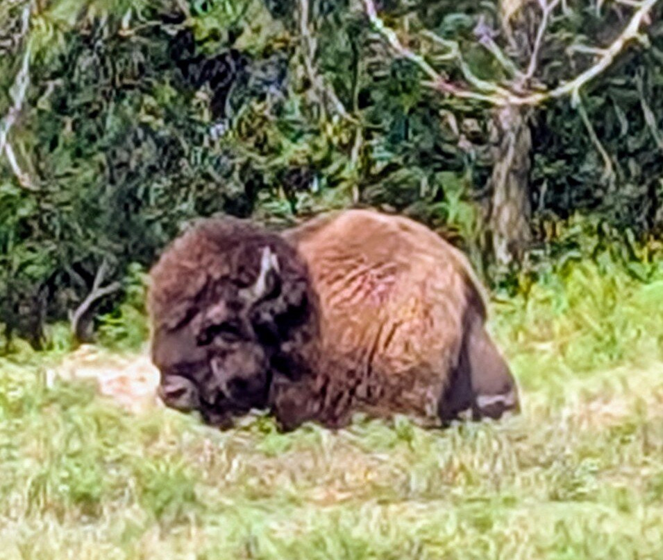 Lee G. Simmons Wildlife Safari Park-Ashland必去景点