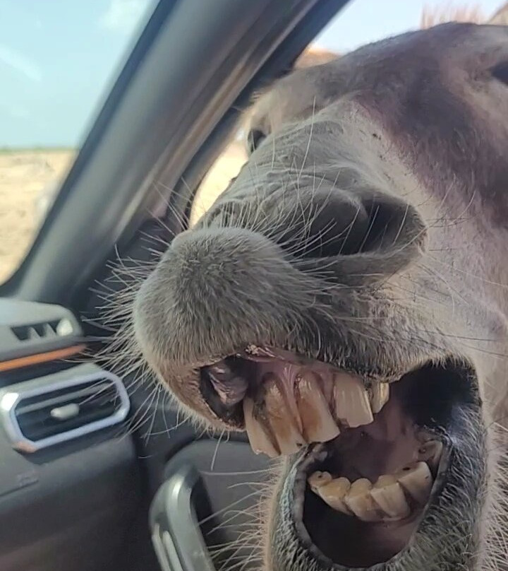 Donkey Sanctuary Bonaire-博奈尔岛必去景点