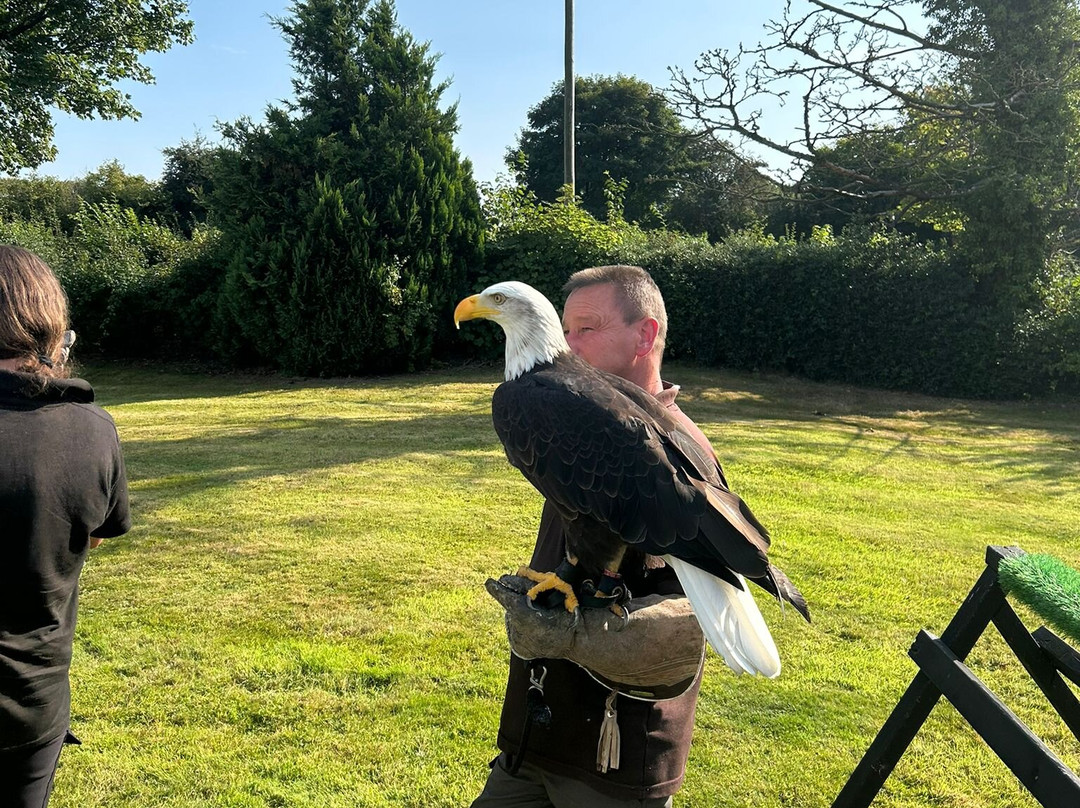 Falconry Experience Wales-Newtown必去景点