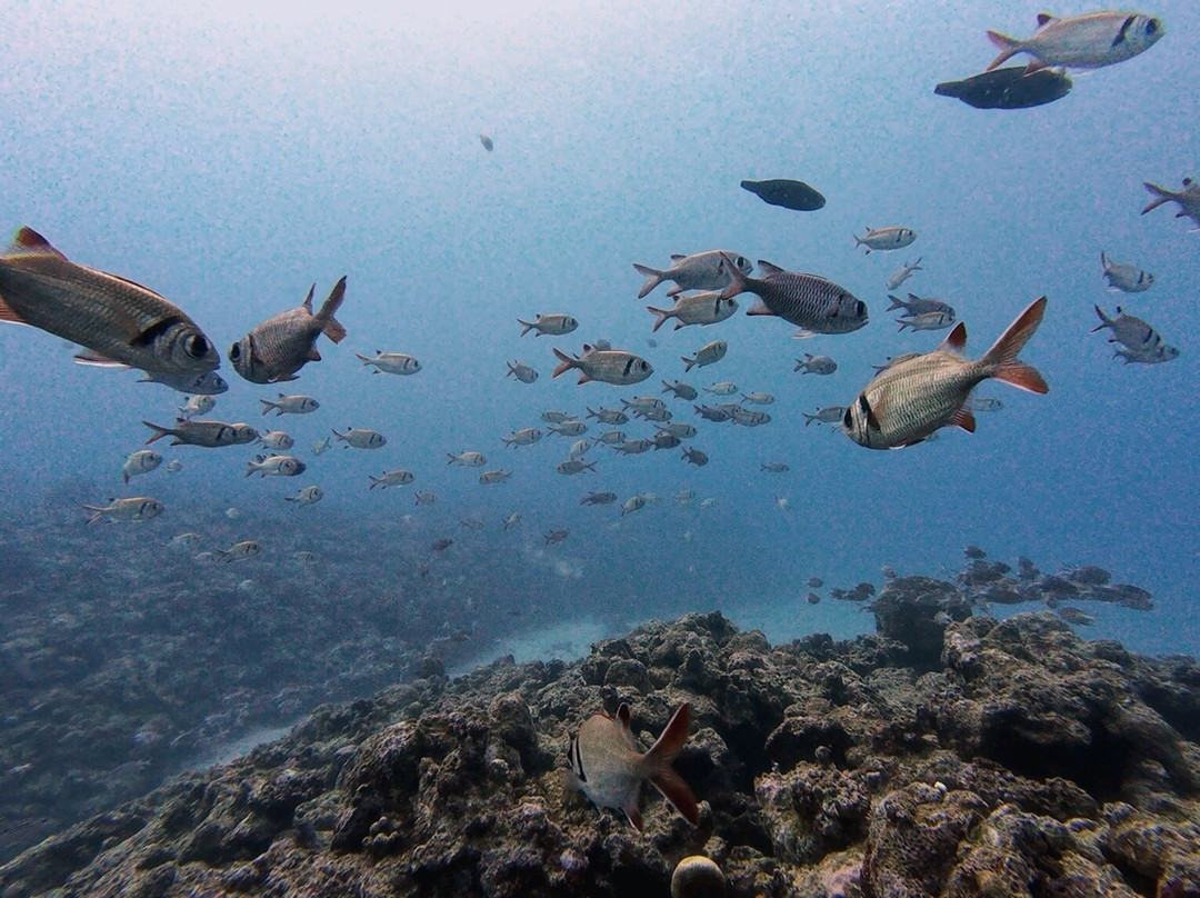 Dive Spirit Mauritius-卓欧毕雪必去景点