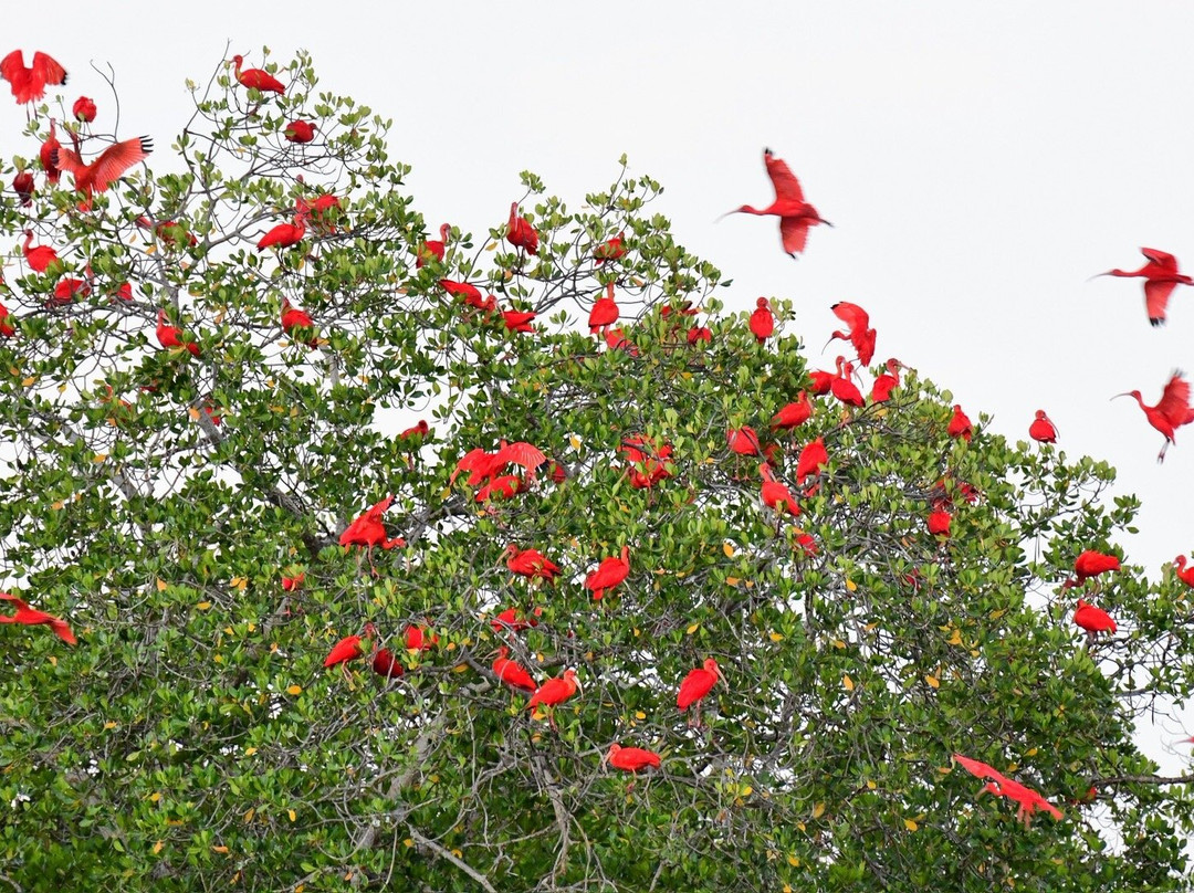 Parnaiba Delta-Parnaiba必去景点