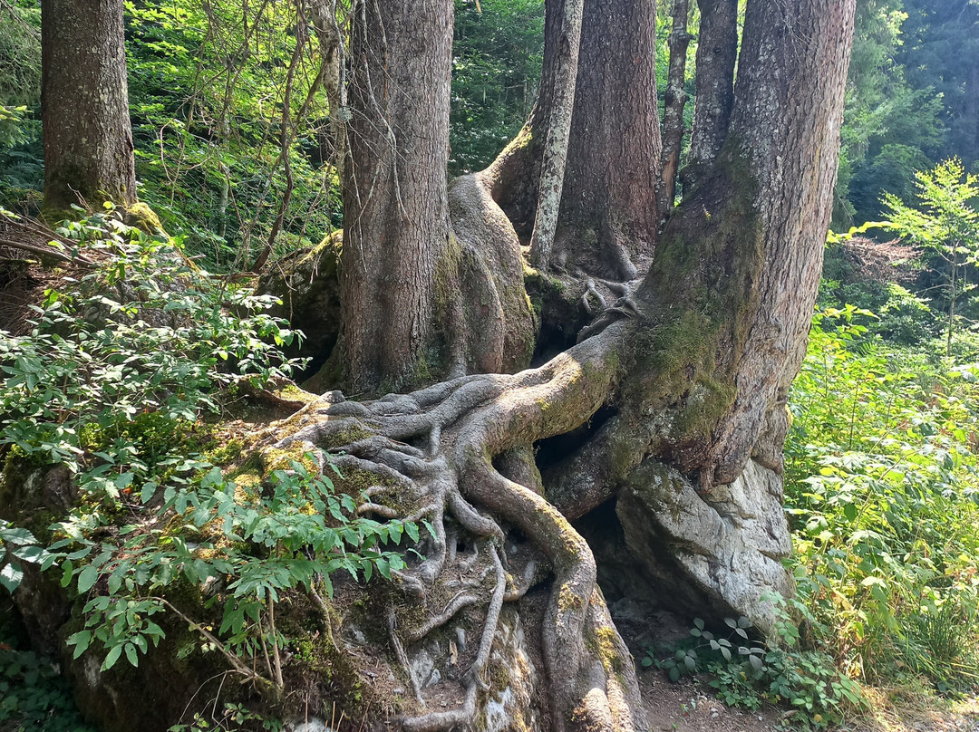 Cascade D'ardent-Montriond必去景点