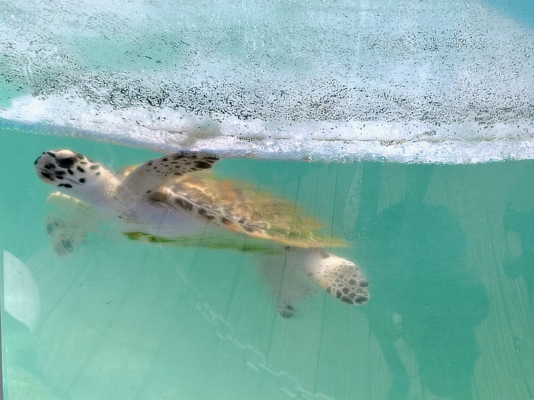 Texas Sealife Center-科珀斯克里斯蒂市必去景点