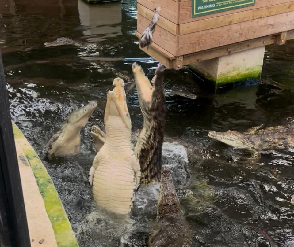 Crocodiles of the World-Brize Norton必去景点