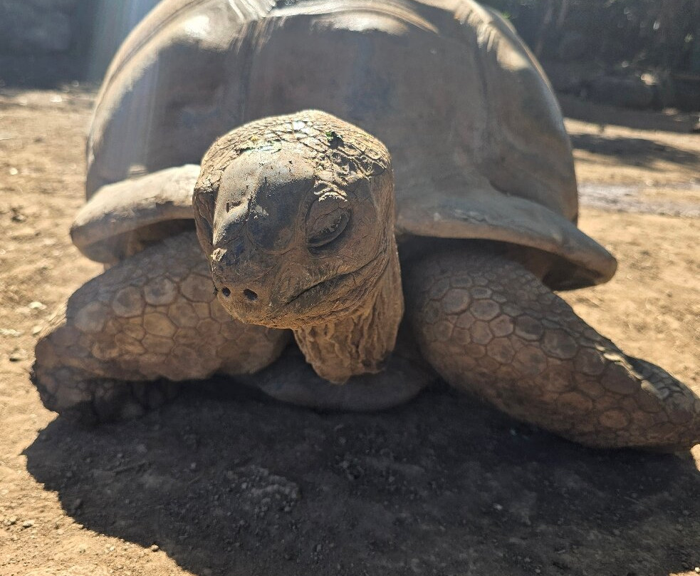 Le Jardin Des Tortues-Les Avirons必去景点