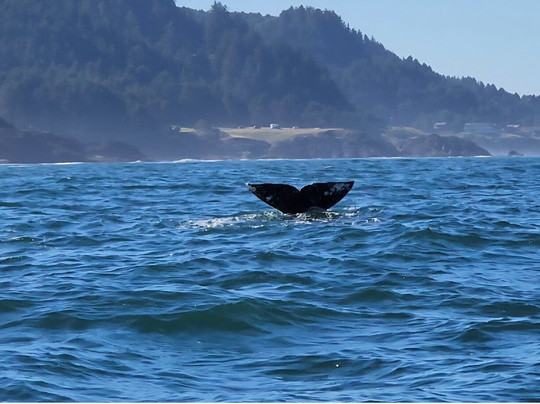 Whale's Tail Charters-Depoe Bay必去景点
