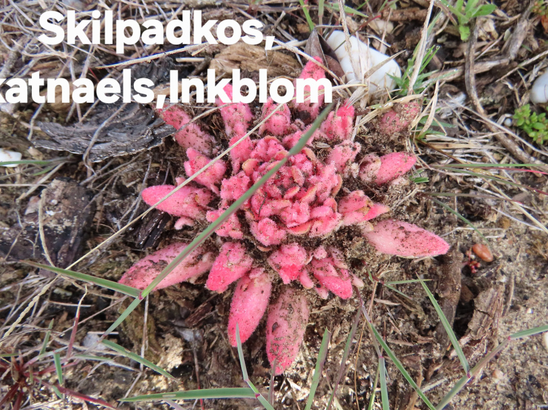 Rocherpan Nature Reserve-Velddrif必去景点