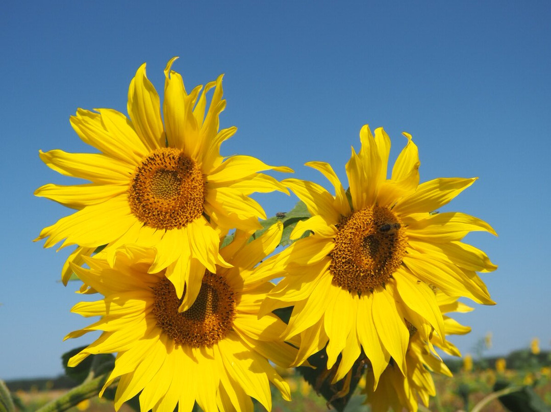 Inglenook Farm-圣海伦斯必去景点
