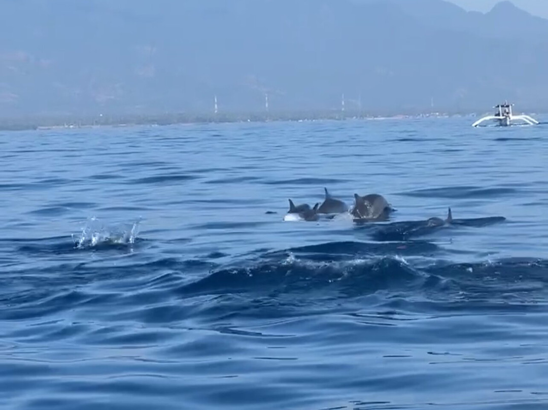 Lovina Dolphin Adventure-罗威那海滩必去景点