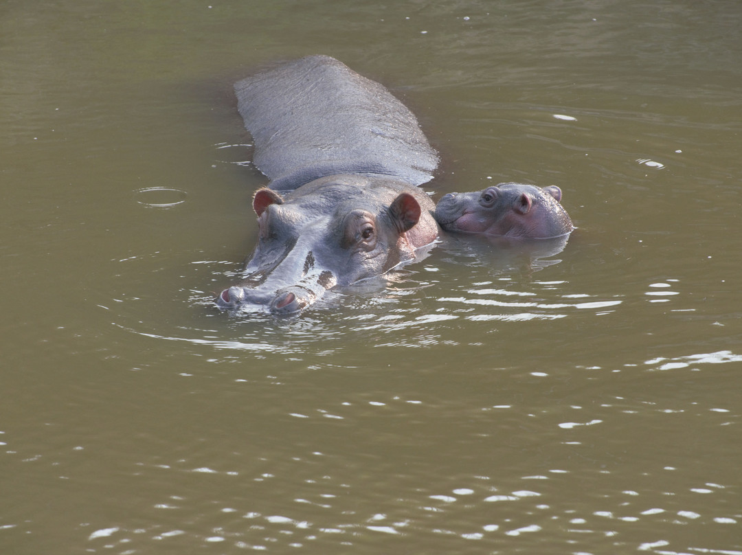 JT Safaris-迪亚尼必去景点