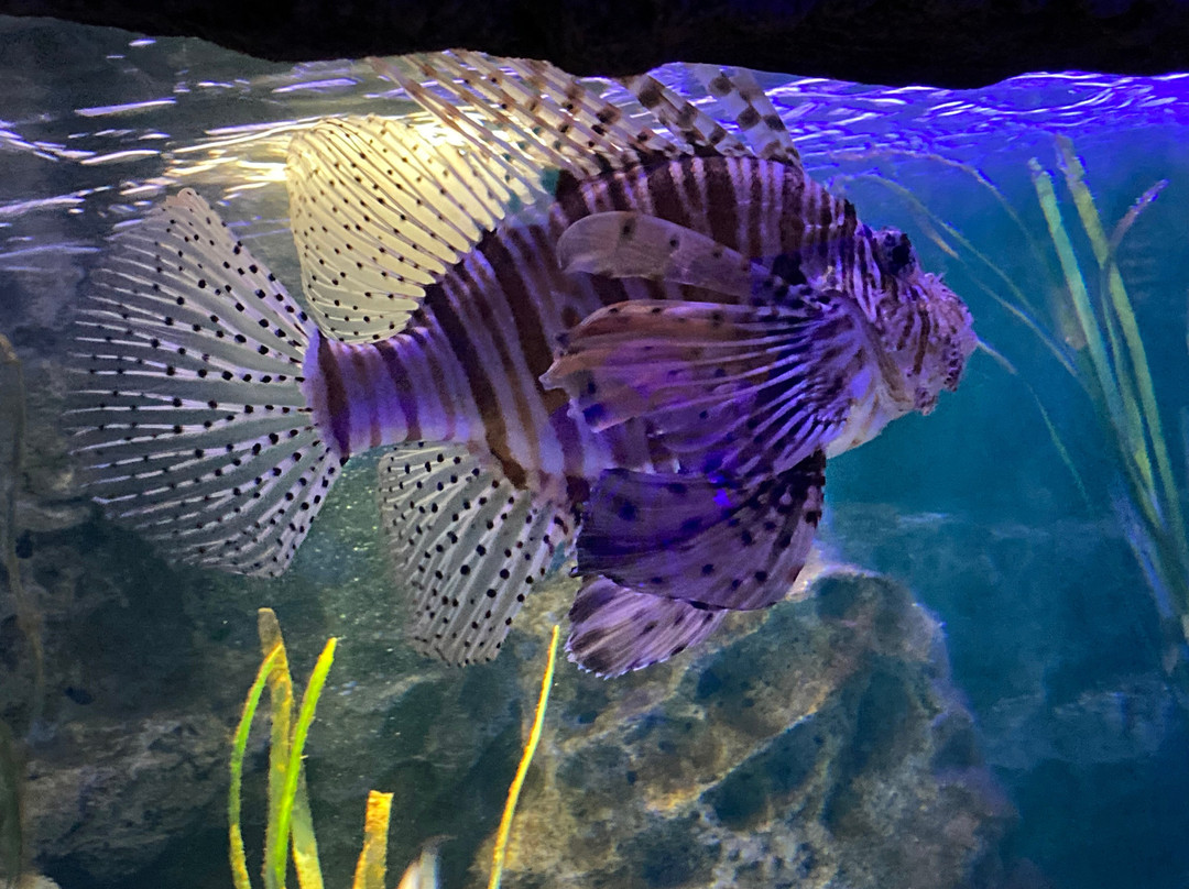 SEA LIFE Timmendorfer Strand-蒂门多佛海滩必去景点