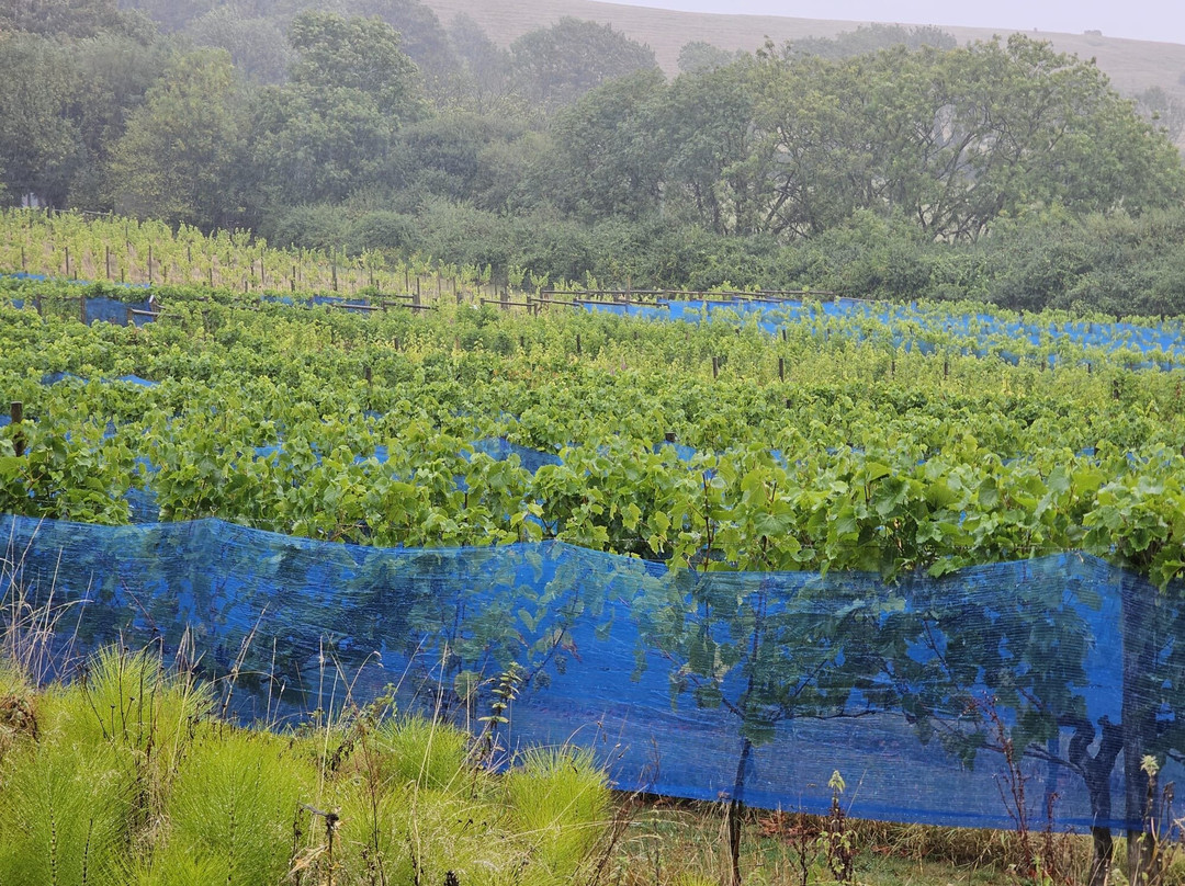 Little Waddon Vineyard-Waddon必去景点