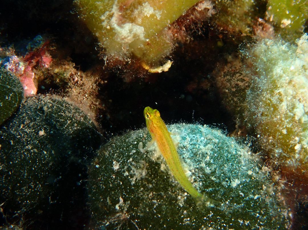 Trogir Diving Center - Day Dive-欧克鲁格勾基必去景点